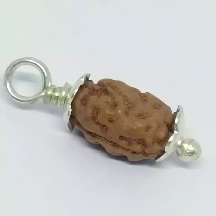 2 Mukhi Rudraksha - Indonesia