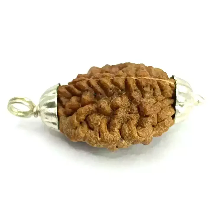 2 Faced Rudraksha - India