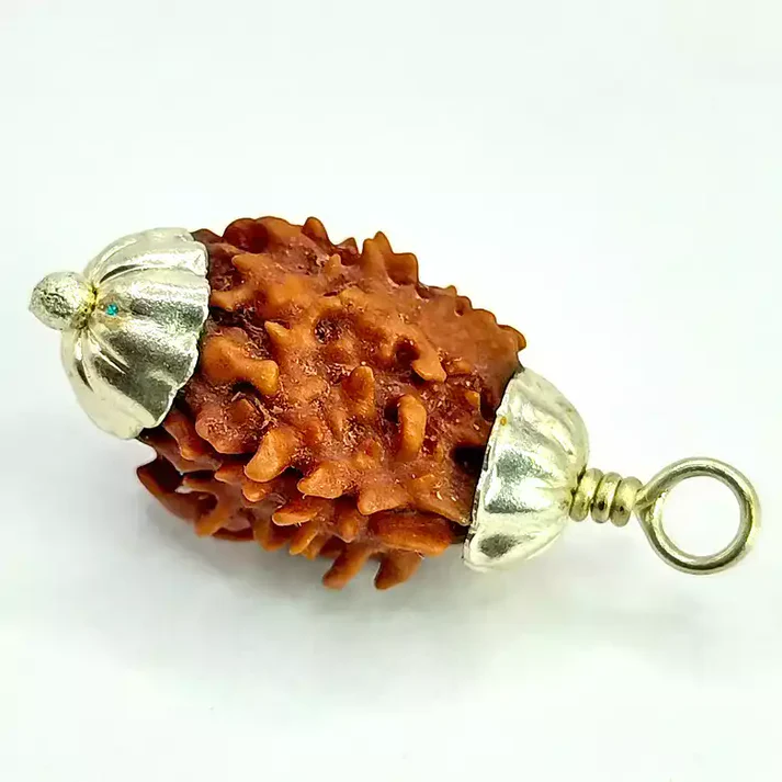 3 Faced Rudraksha - Nepal
