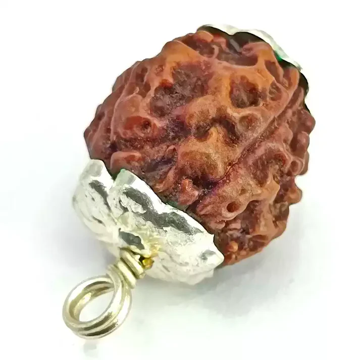 4 Faced Rudraksha - Nepal