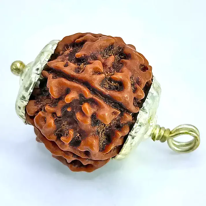 Five Mukhi Premium Rare Rudraksha