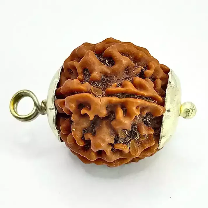 6 Faced Rudraksha - Nepal