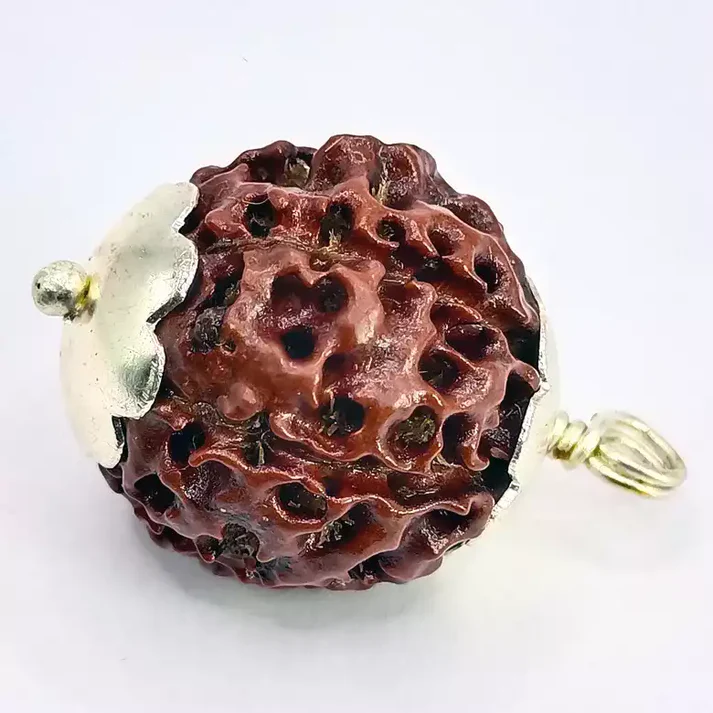 Six Mukhi Premium Rare Rudraksha
