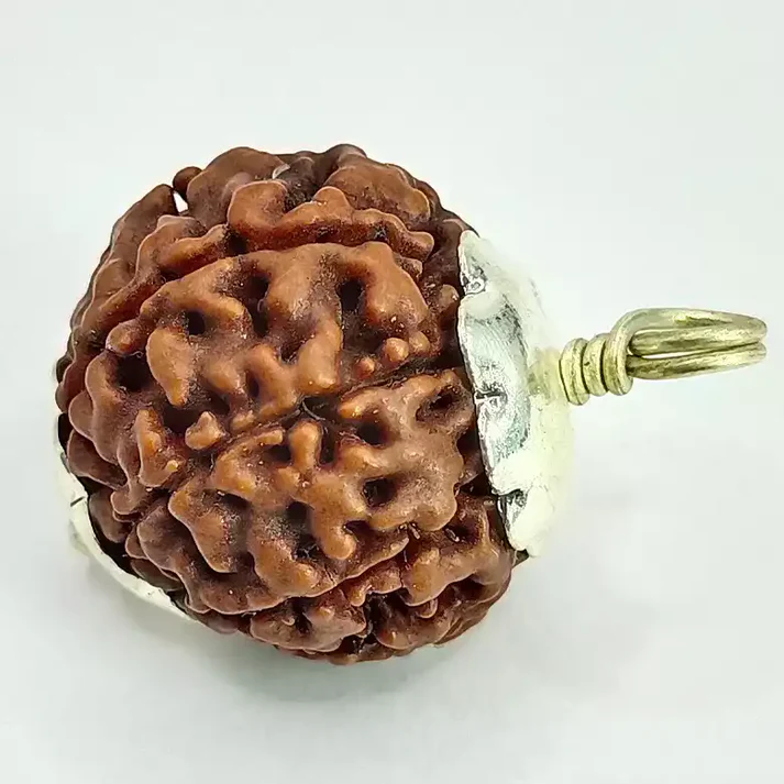Eight Mukhi Premium Rare Rudraksha