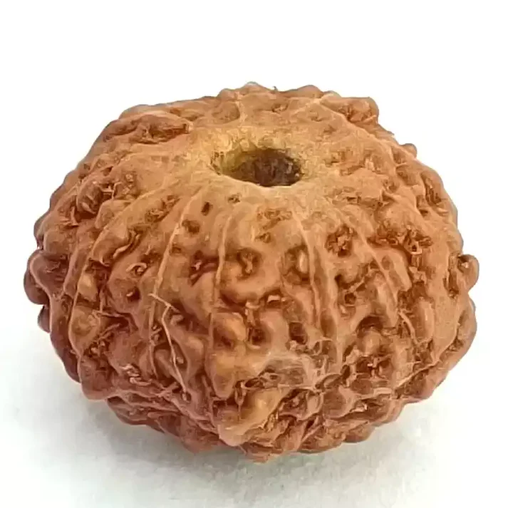 11 Mukhi Rudraksha - Indonesia