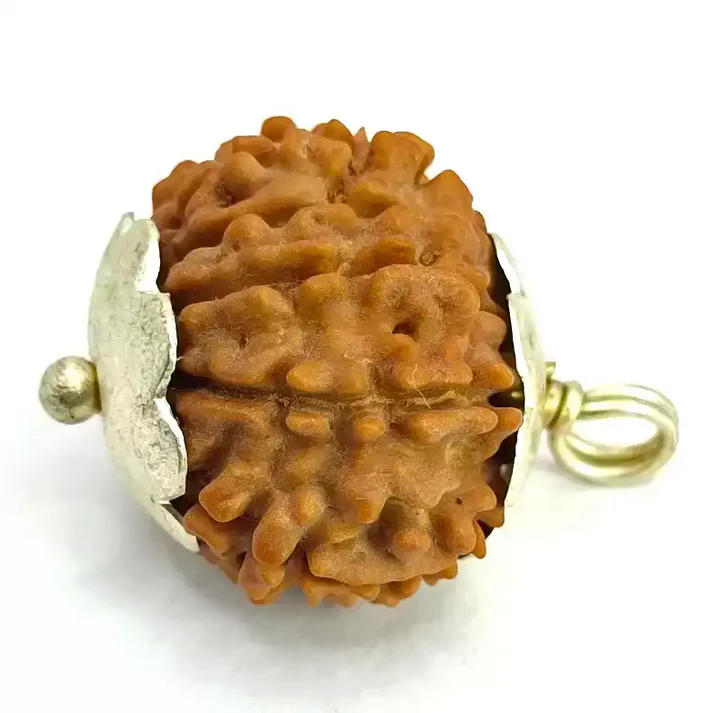 11 Faced Rudraksha - Nepal