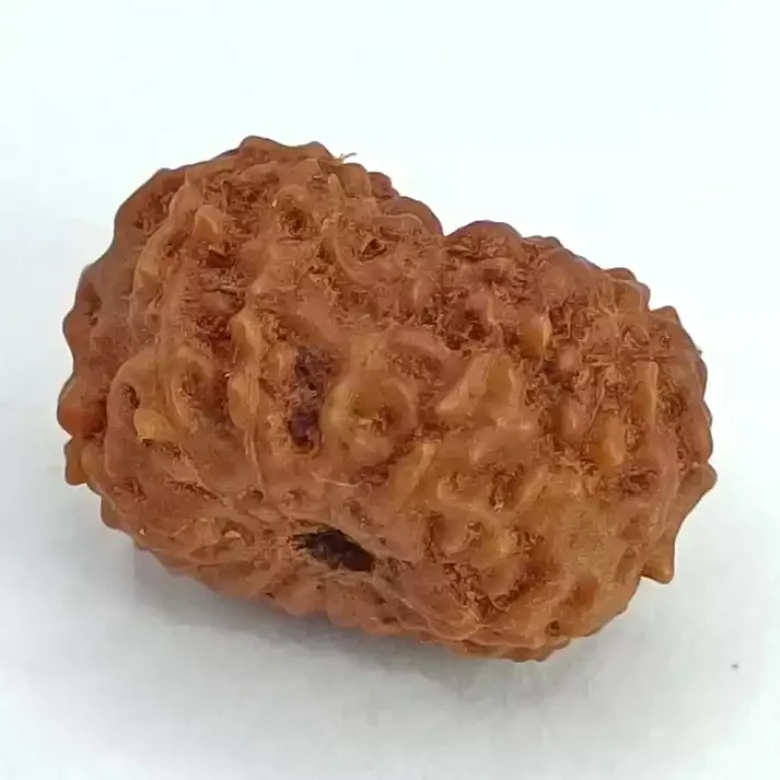 13 Mukhi Rudraksha - Indonesia