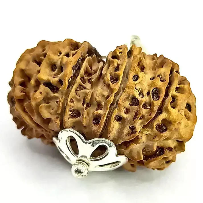 13 Faced Rudraksha - Nepal